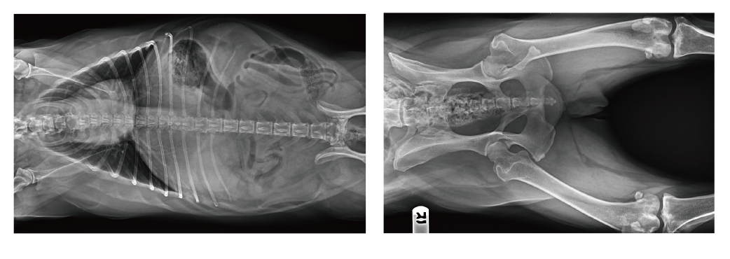 寵物x射線機臨床圖像